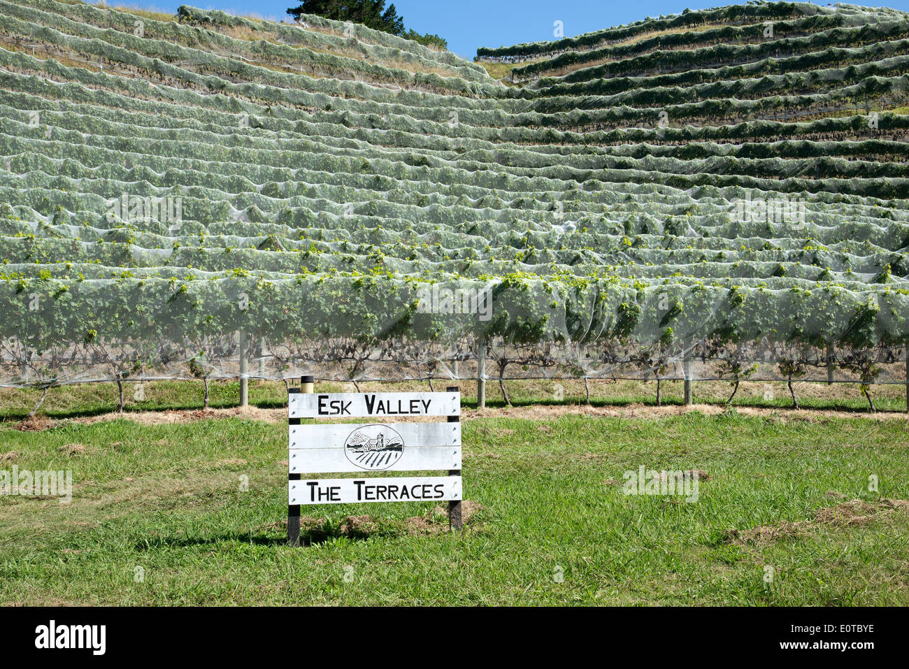 ESK Valley Weingut Bay View Napier Neuseeland der Hawkes Bay Region North Island Bird Netting schützt die Reben Stockfoto