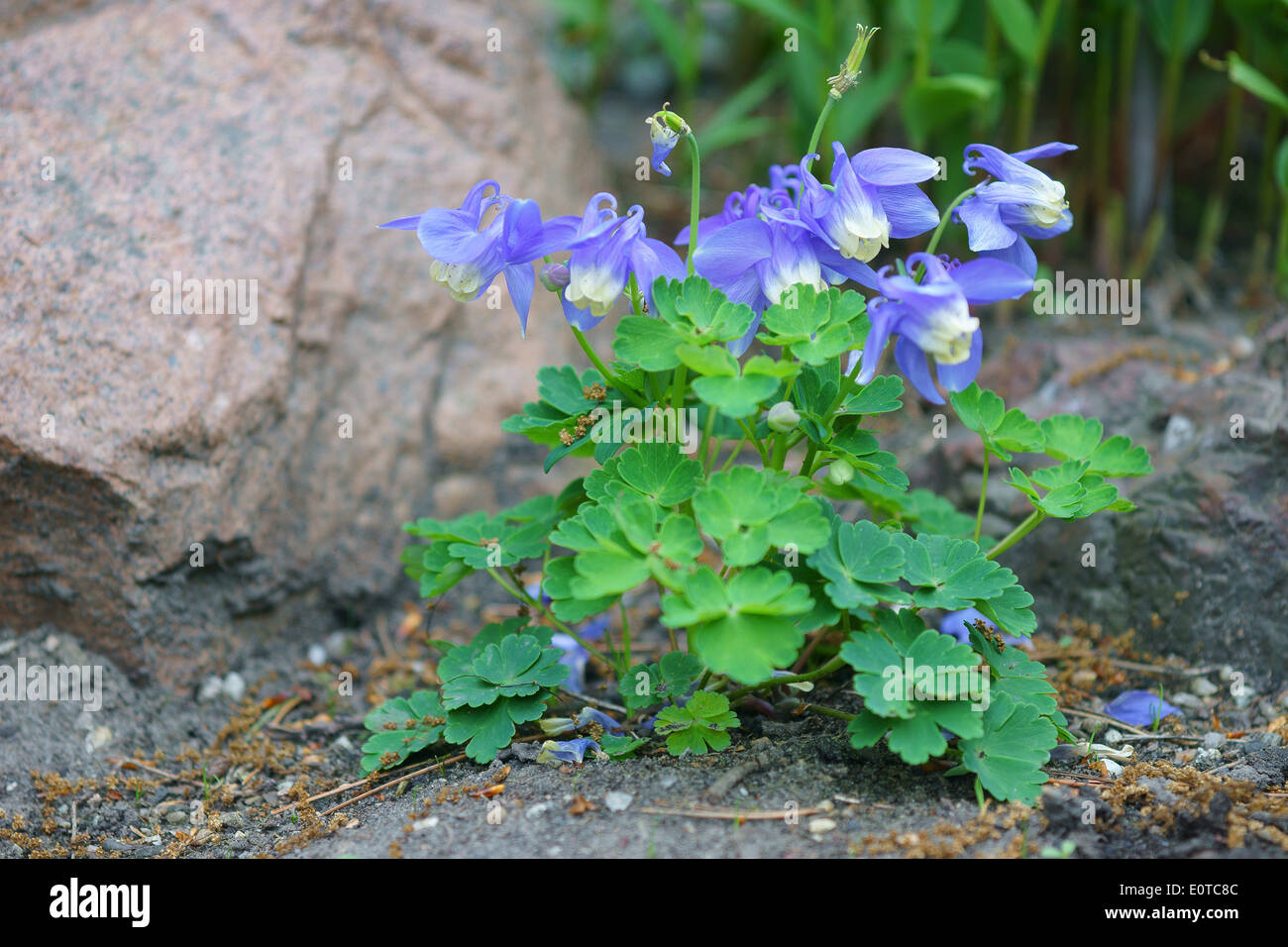 Aquilegia Saximontana, Rocky Mountain Columbine, Alpine Zwerg-Akelei, Zwerg blaue Akelei oder Alpine Columbine Stockfoto