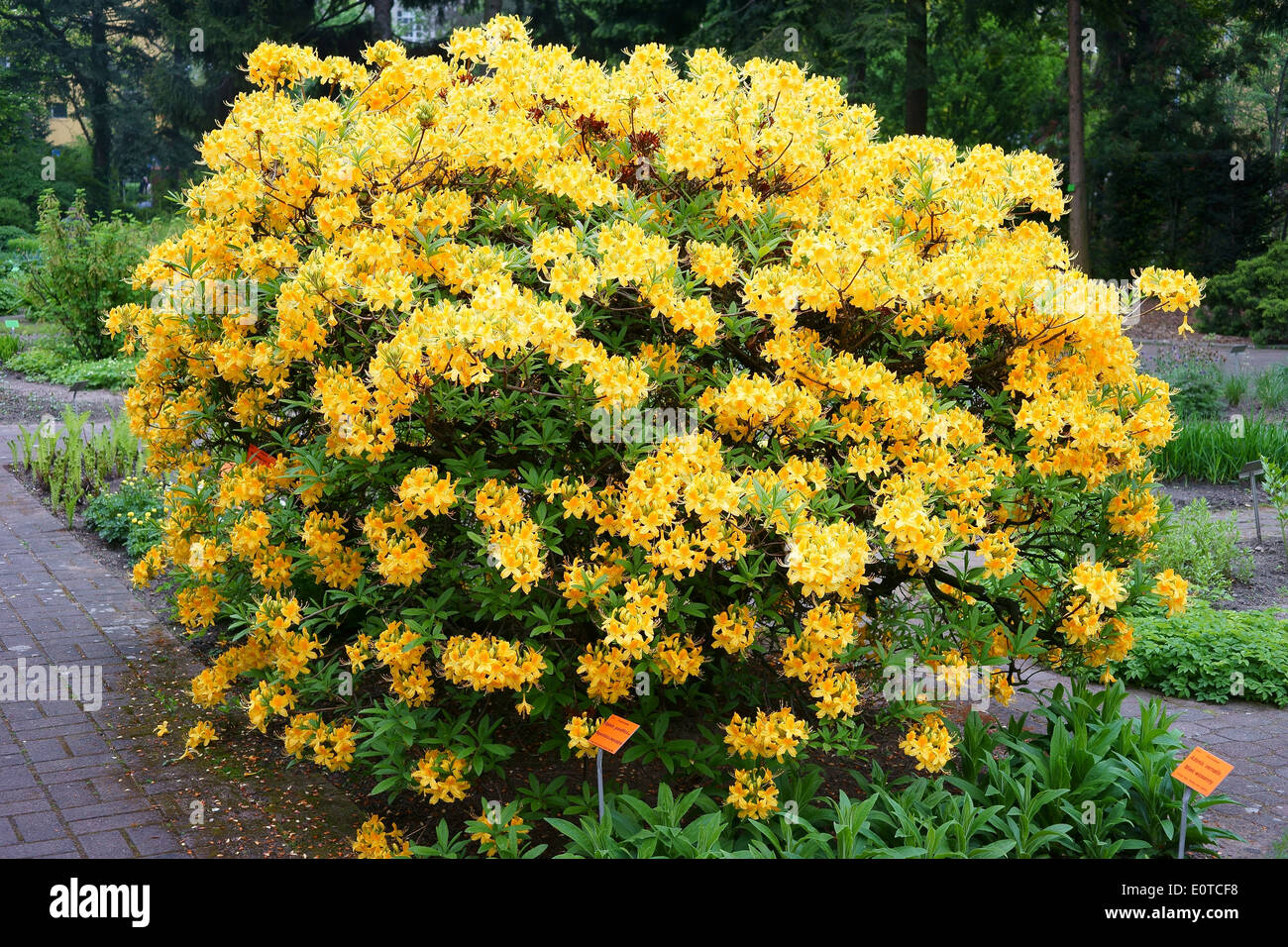 Gelbe Rhododendron Luteum Azalea Strauch in voller Blte Stockfotografie -  Alamy