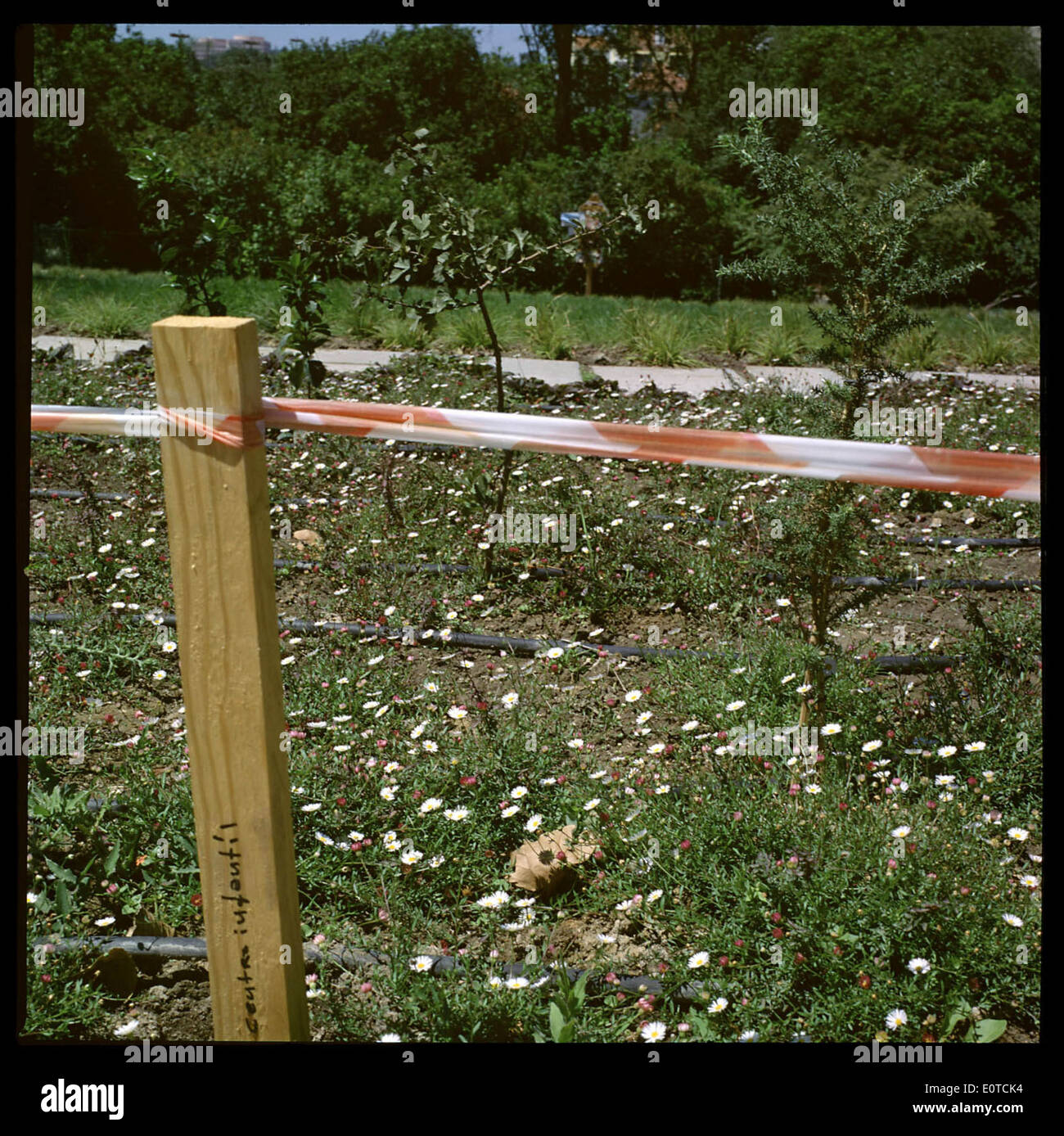 Jardim Gulbenkian in Lissabon ist ein berühmter Garten, der für seine Landschaftsarchitektur bekannt ist. Es wurde von renommierten Architekten entworfen und bietet eine Vielzahl von Pflanzen, Wasserspielen und offenen Räumen, die eine ruhige Umgebung für Besucher schaffen. Stockfoto