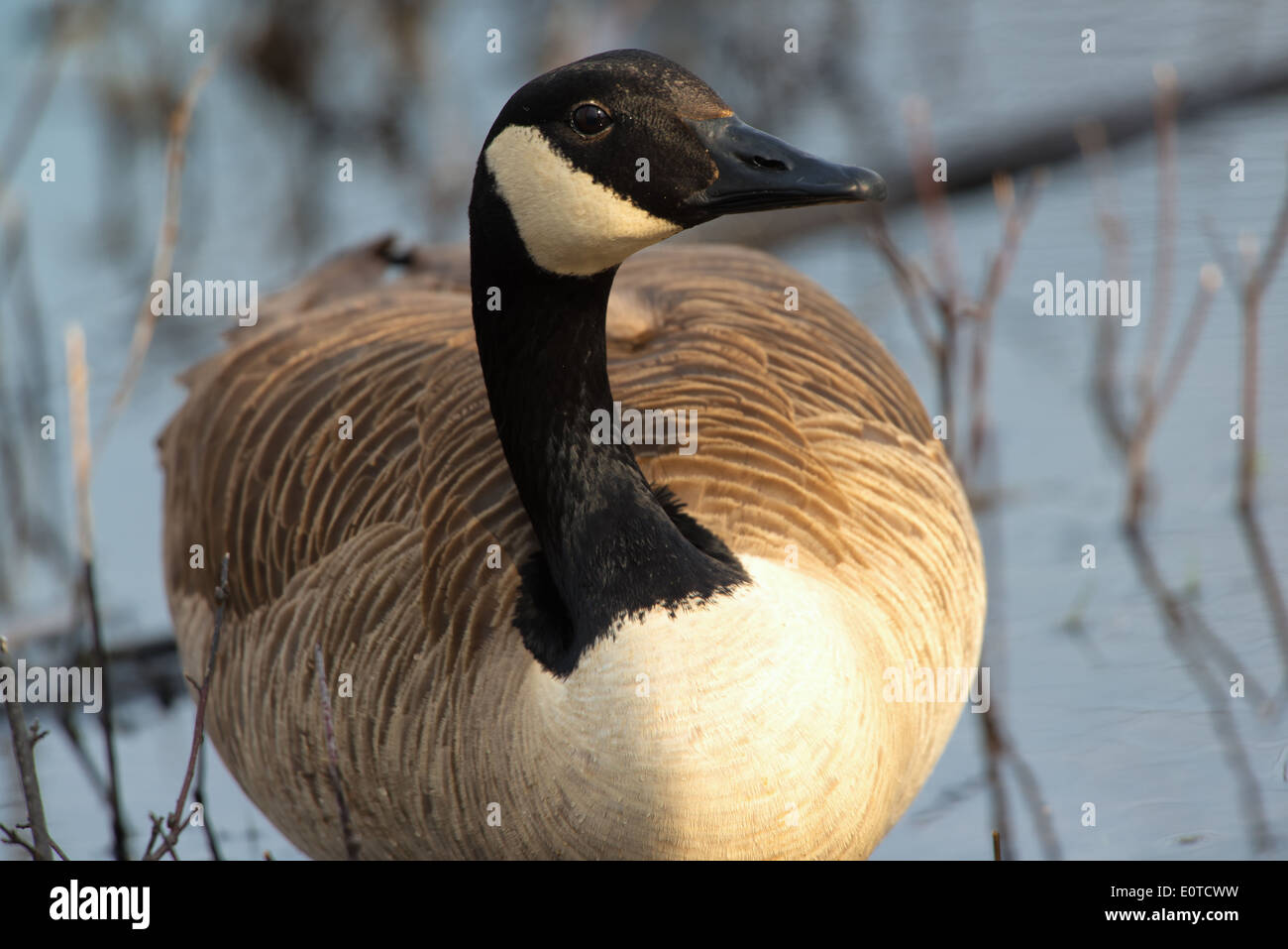 Nahaufnahme einer männlichen Kanadagans (Branta Canadensis) in Tift Naturschutzgebiet, Buffalo, New York Stockfoto