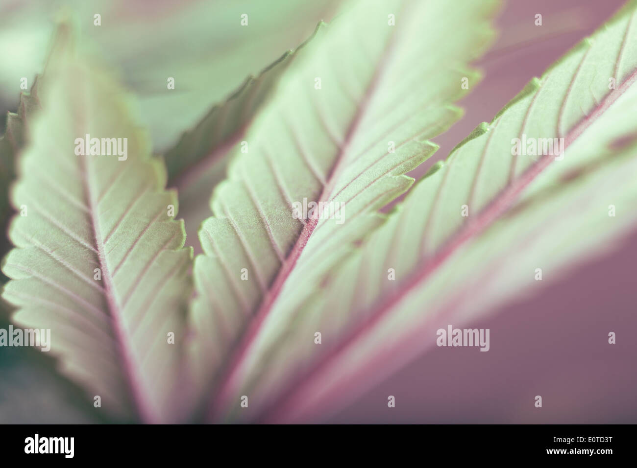 Cannabisblatt Stockfoto