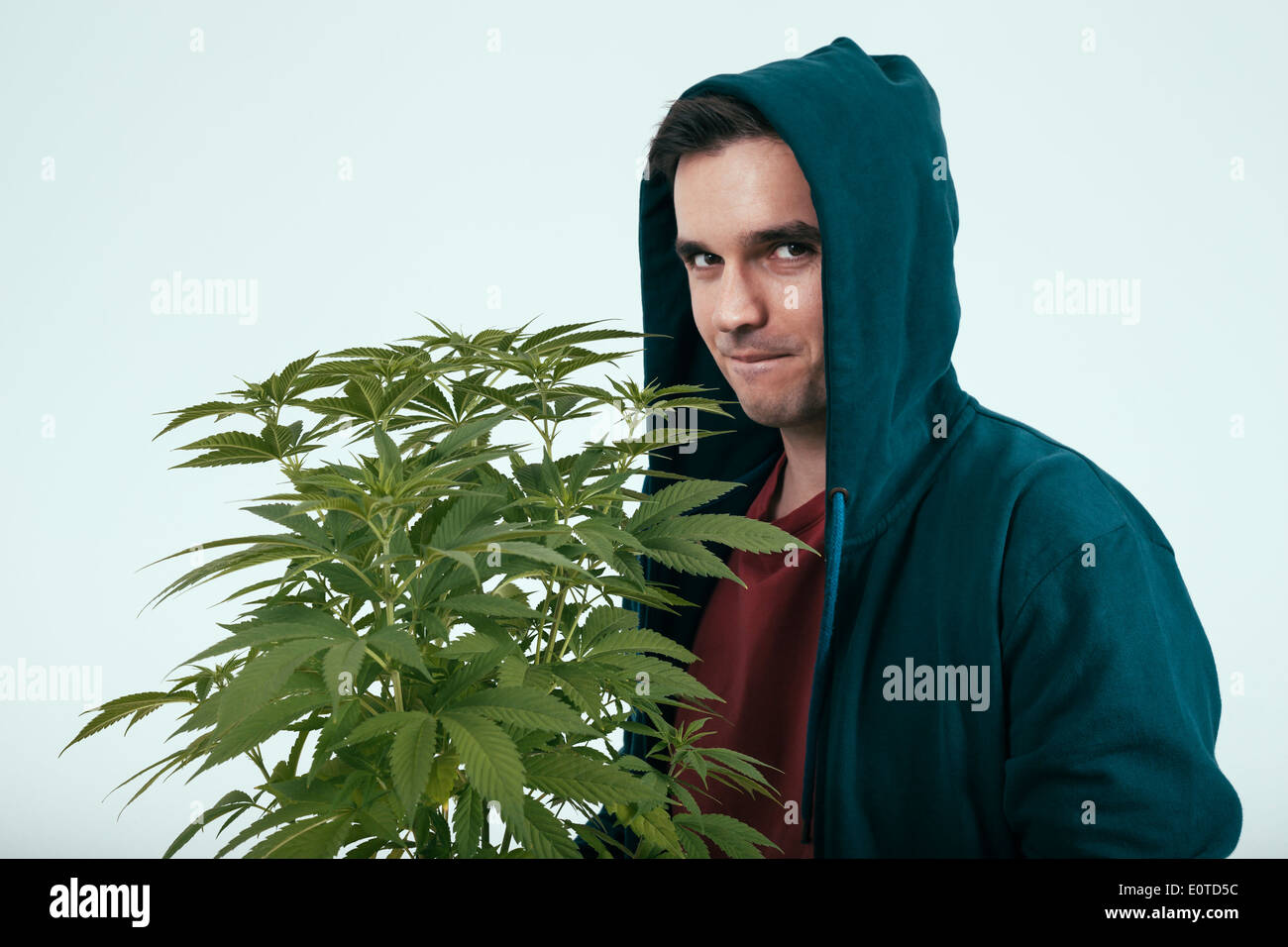 Junger Mann in Hoodie und Cannabis Pflanze. Stockfoto