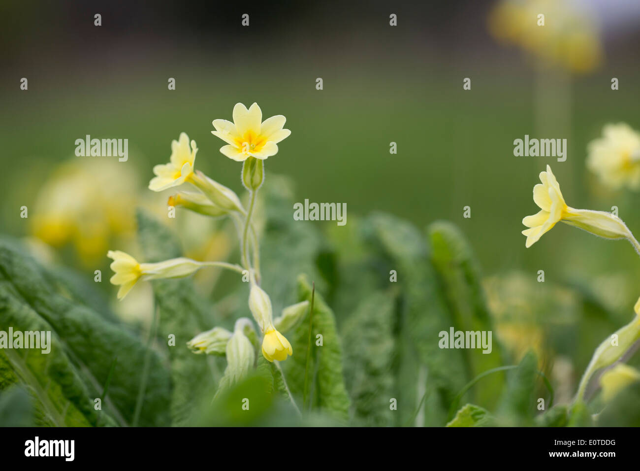 Schlüsselblume Primel hybride; Frühling; Cornwall; UK Stockfoto