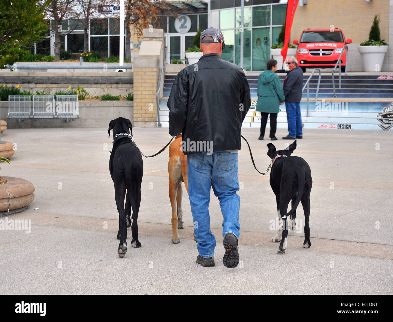 Ein Mann zu Fuß drei große Hunde in London, Ontario in Kanada. Stockfoto