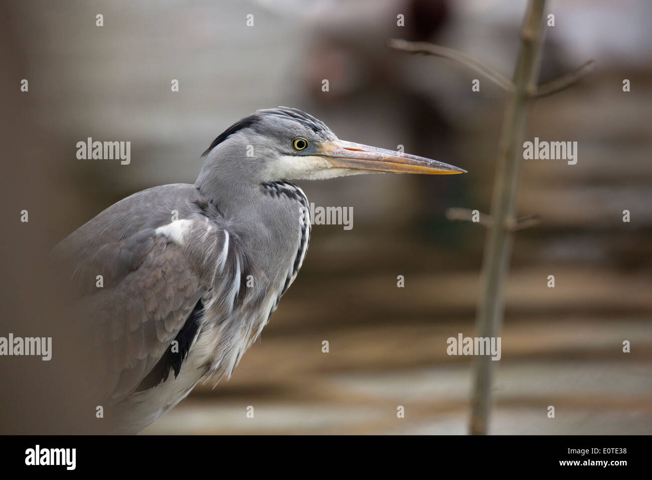 Graureiher; Ardea Cinerea; UK Stockfoto