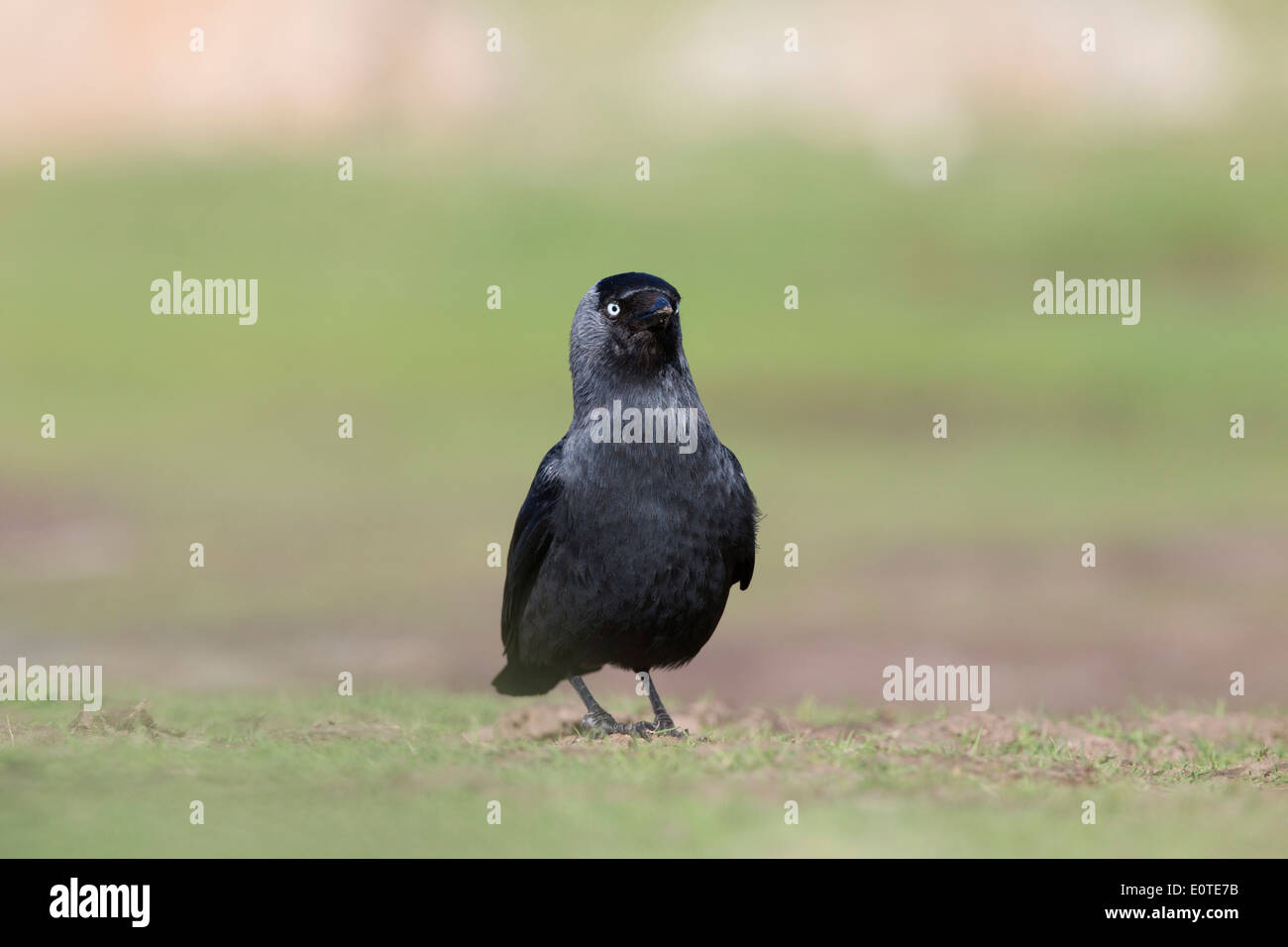 Dohle; Corvus Monedula; UK Stockfoto