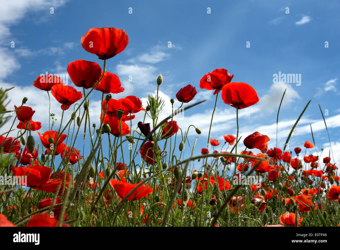 Mohnblumen Feld auf blauen Himmel und Wolken-Hintergrund Stockfoto