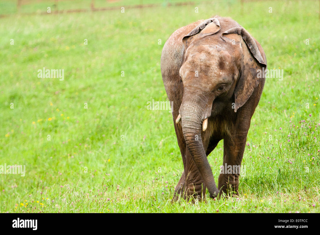 Elefant im Naturpark Cabarceno, Kantabrien, Spanien Stockfoto