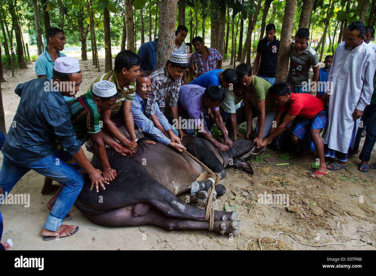 Opferfest in Feni Bangladesch Stockfoto