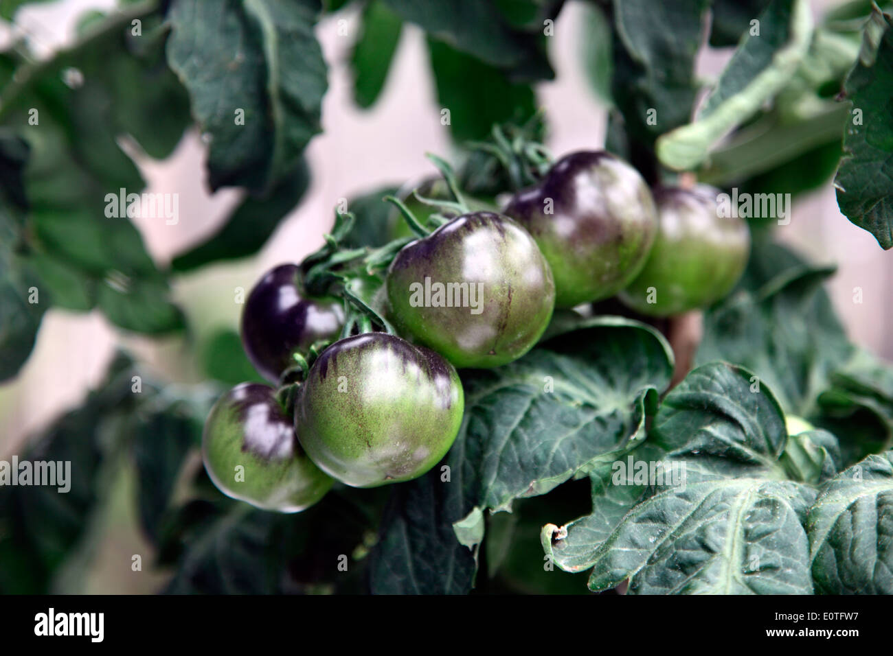 Tomaten Indigo Rose Stockfoto