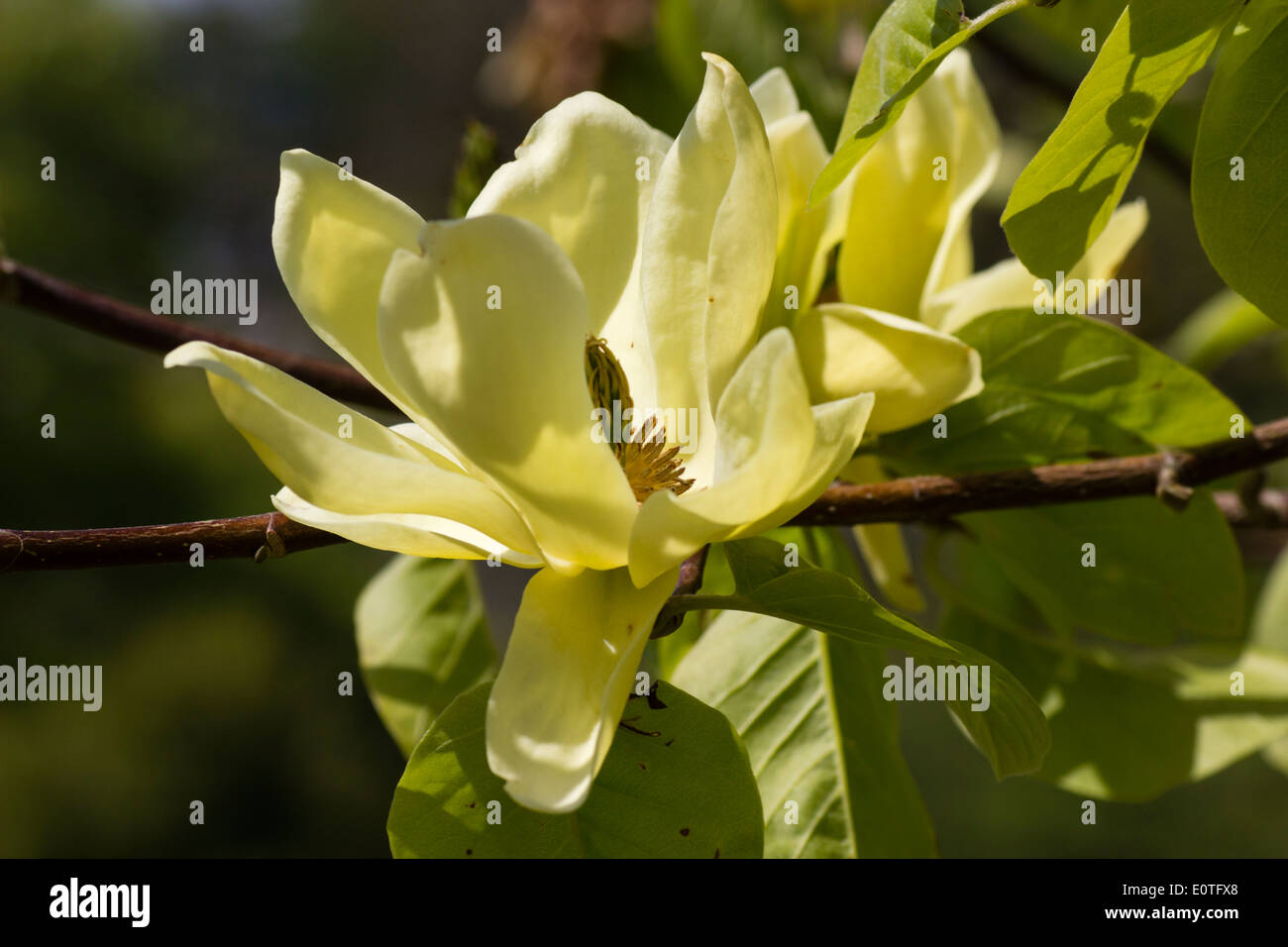 Gelben Blüten der späten Frühjahr blühende Magnolie "Lois" Stockfoto
