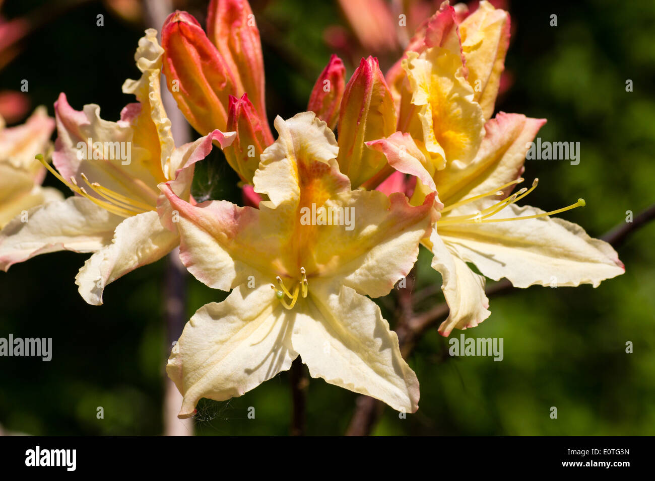 Blumen der sommergrüne Azalee, Rhododendron "Exquisetum" Stockfoto