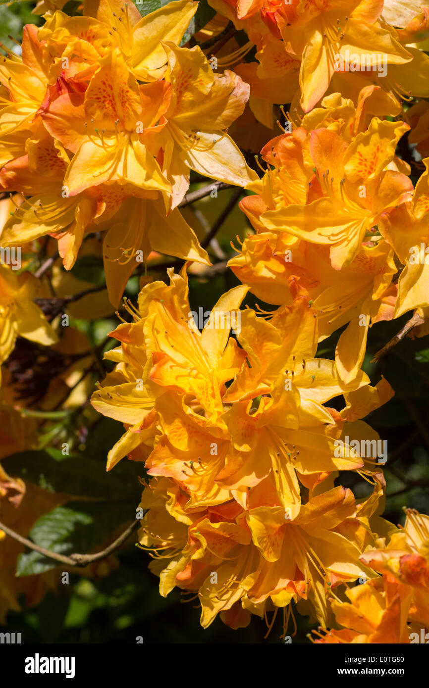 Blumen der sommergrüne Azalee, Rhododendron "Sonnenstrahl" Stockfoto