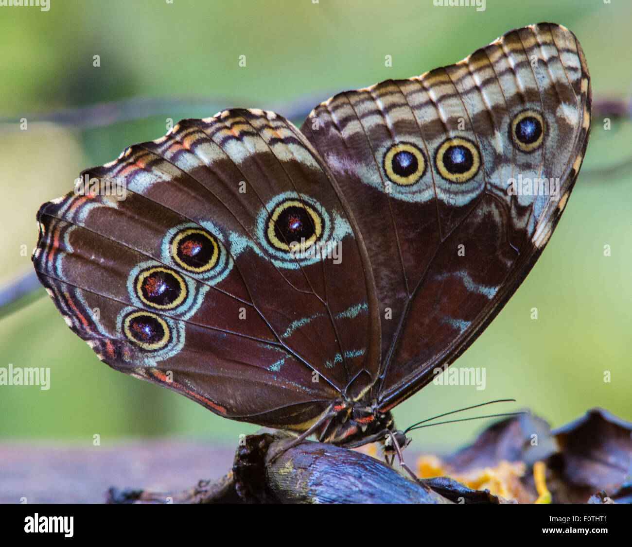 Unterseite eines Schmetterlings Blue Morpho Morpho Peleides an einer Futterstelle in einer Monteverde Schmetterlingsfarm in Costa Rica Stockfoto