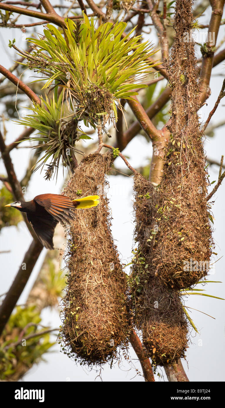 Montezuma Oropendola Psarocolius Montezuma fliegen aus dem langen hängenden gewebten Nest - Costa Rica Stockfoto