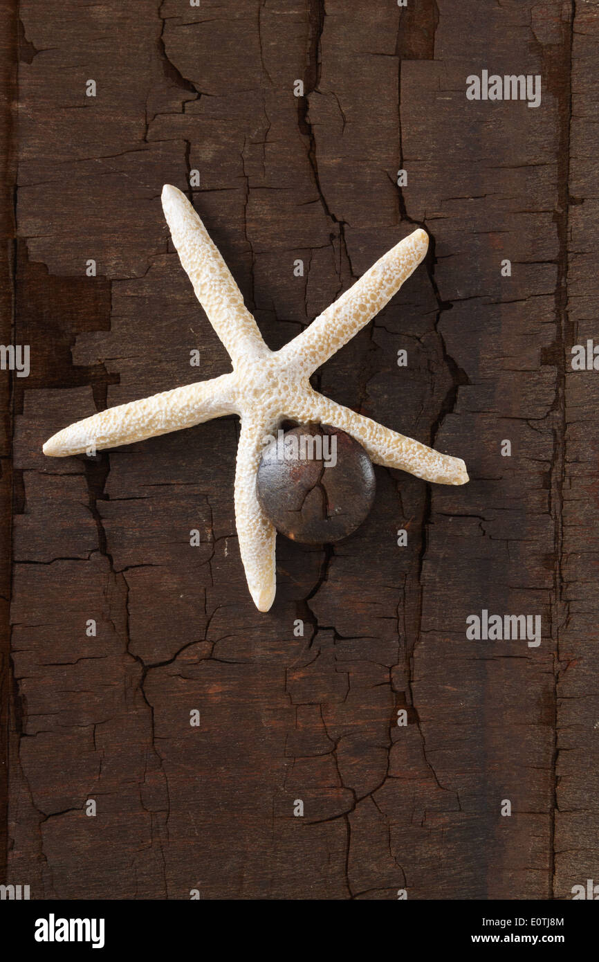 Seestern Ornament auf eine gestresste Schranktür. Stockfoto