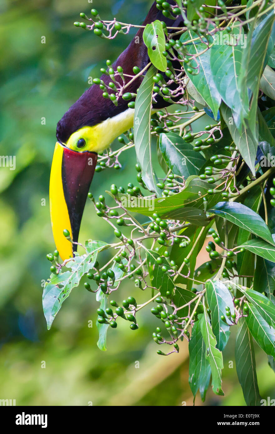 Kastanien Mandibled Toucan bis hinunter zu zart grüne Frucht aus einem Wald Strauch - Sarapiqui Costa Rica holen Stockfoto