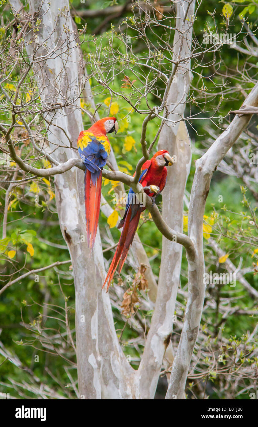 Paar der hellroten Aras Ara Macao Fütterung in einem Mandelbaum auf der Halbinsel Osa Costa Rica Stockfoto