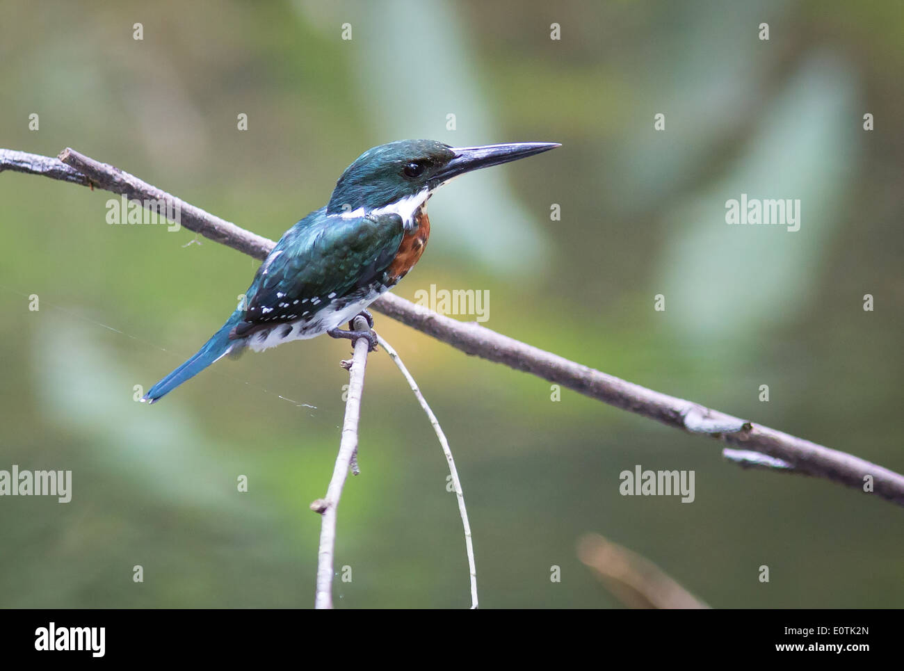 Männliche grün Kingfisher Chloroceryle Americana thront über einen kleinen Pool auf der Halbinsel Osa Costa Rica Stockfoto