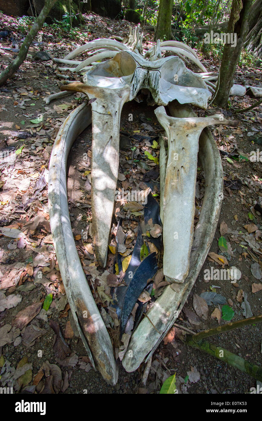 Schädelknochen von einem Buckelwal Impressionen Novaeangliae im Küstenregenwald der Corcovado Nationalpark Costa Rica Stockfoto