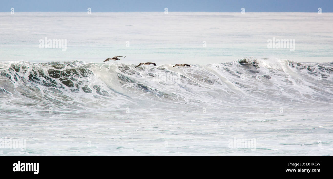 Drei braune Pelikane skimming einen Bruch Pacific Welle an der West Küste von Costa Rica Stockfoto