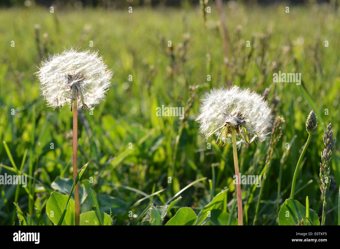 zwei abgebrannte Löwenzahn Stockfoto