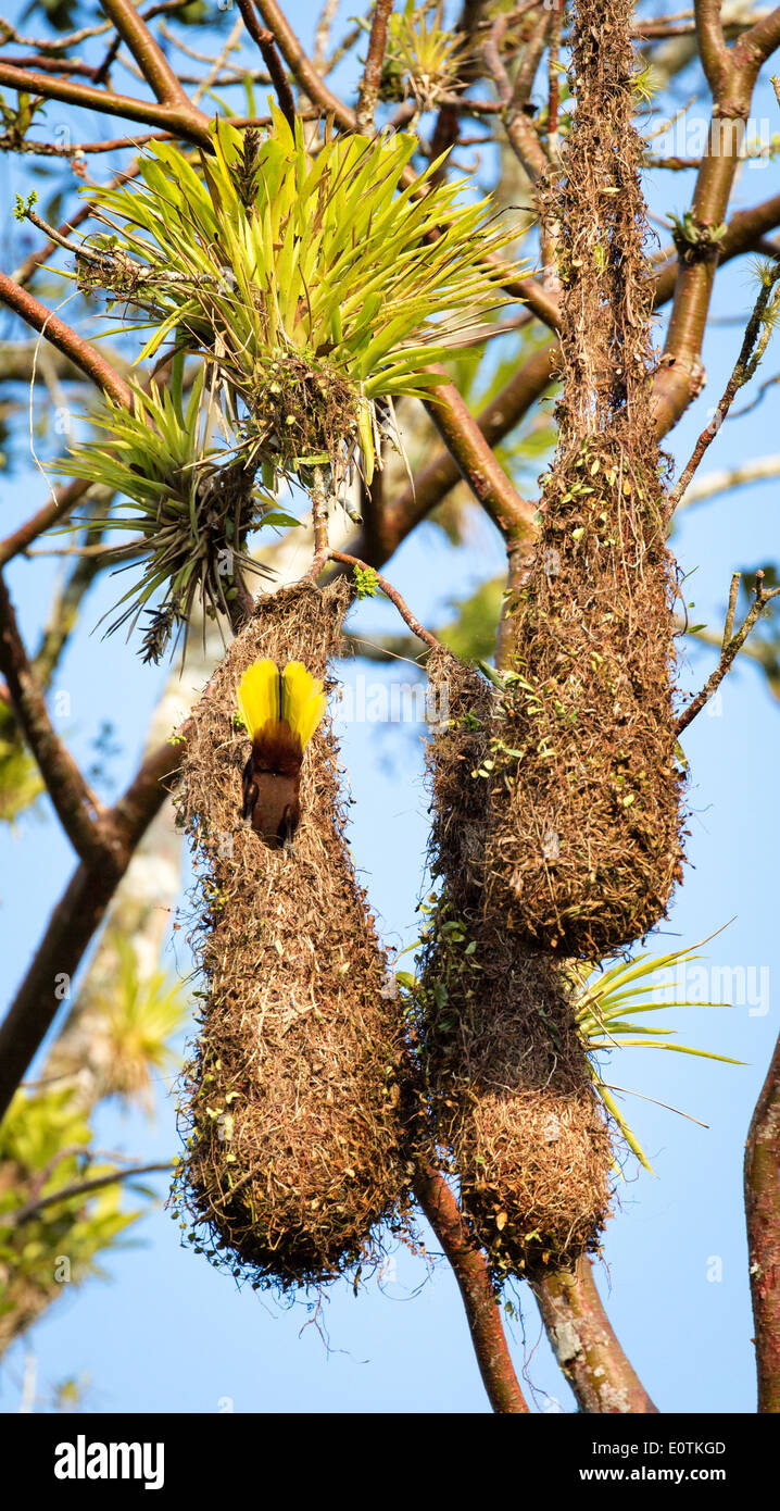 Montezuma Oropendola Psarocolius Montezuma Tauchen in seinem langen hängenden geflochtenen Korb Nest - Sarapiqui Costa Rica Stockfoto