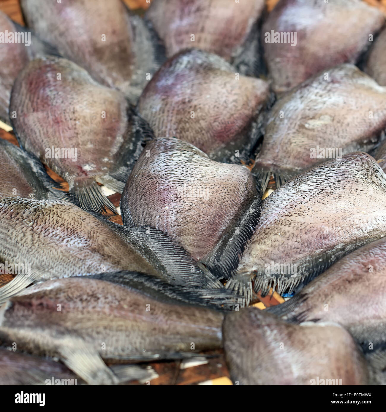 Nahaufnahme von getrockneten Trichogaster Fisch auf dem Markt Stockfoto