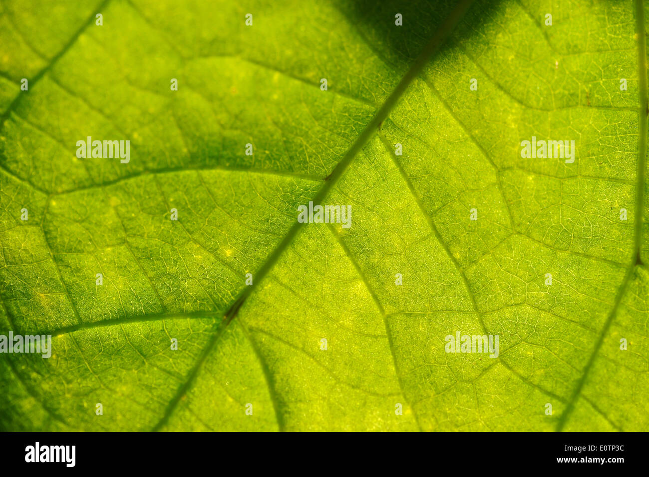 Leaf.The Playa Grande, Nordküste der Dominikanischen Republik Stockfoto