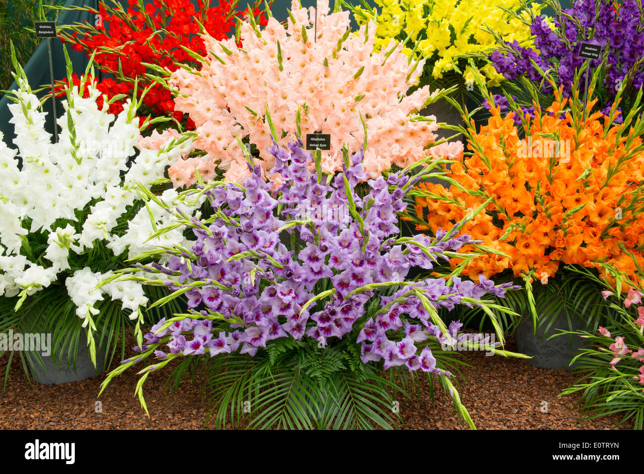 London, UK, 19. Mai 2014. RHS Chelsea Flower Show gesponsert von M & G. Anzeige der Gladiolen am Fasan Hektar großen Pflanzen stehen im großen Pavillon. Bildnachweis: Malcolm Park Leitartikel/Alamy Live-Nachrichten Stockfoto