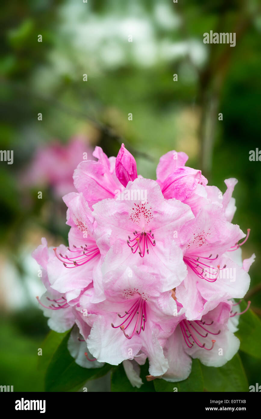 Rhododendron rosa Perle Mai 2014 mit Fokus-Hintergrund Stockfoto