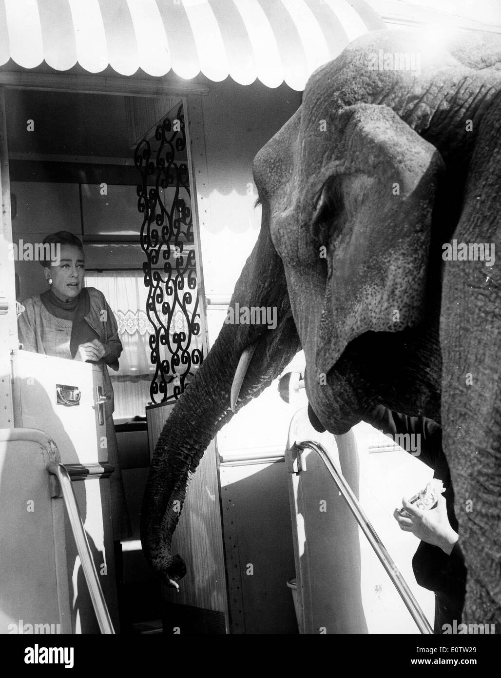 Schauspielerin Joan Crawford erschrocken von einem Elefanten vor ihrer Tür Stockfoto