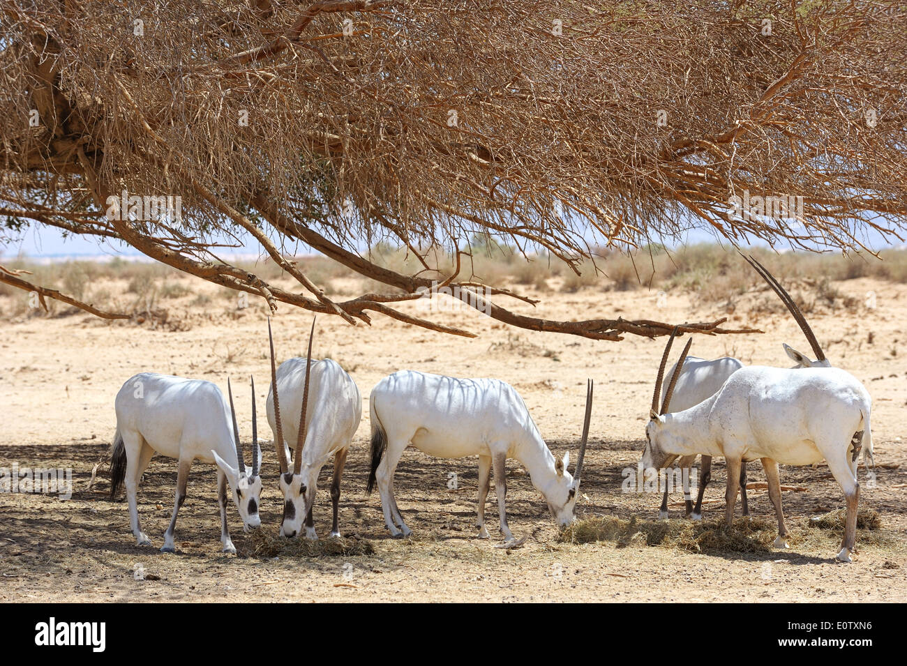 Oryx Herde in die Reserve Hai-Bar Yotvata im Süden Israels. Stockfoto