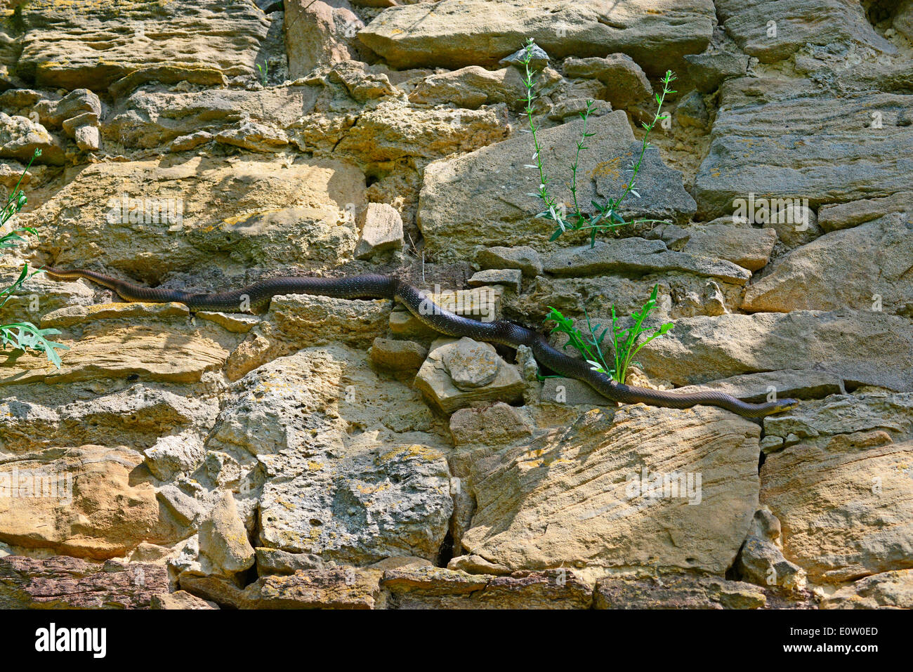 Aesculapian Schlange (Zamenis Longissimus, bieten Longissima) auf einer Steinmauer, die auf der Suche nach einem Ort, ein Sonnenbad zu nehmen. Österreich Stockfoto