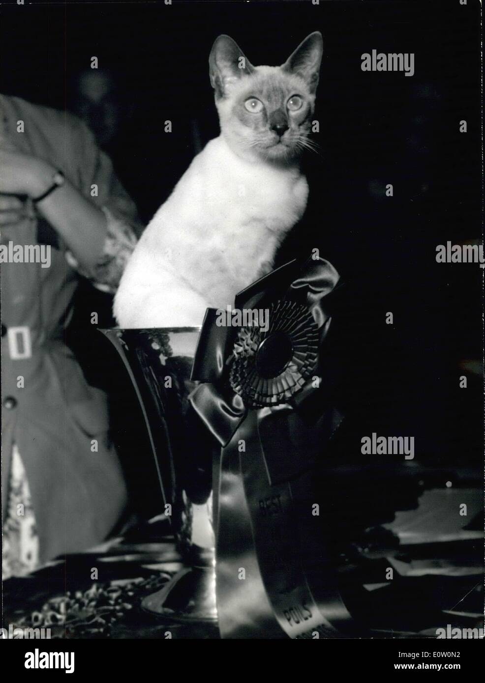 23. Oktober 1960 - The Champion: Diese Siamkatze '' Ragon blauer Safir'' hat die Jury die schönste Katze der internationalen Katzenausstellung im Hotel kontinentale Paris statt ausgerufen worden. Es ist acht Monate alt und wurde in Dänemark geboren. Es gehört zu Madame Alleizette von Clermont-Ferrand. Stockfoto