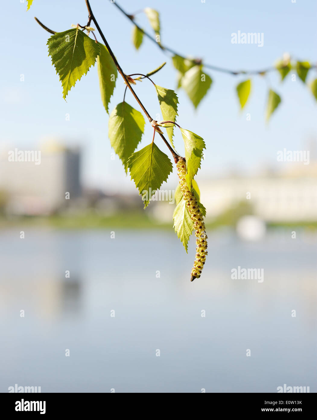 Die erste Hitze, die ersten Frühlingsblumen in der Stadt. Stockfoto