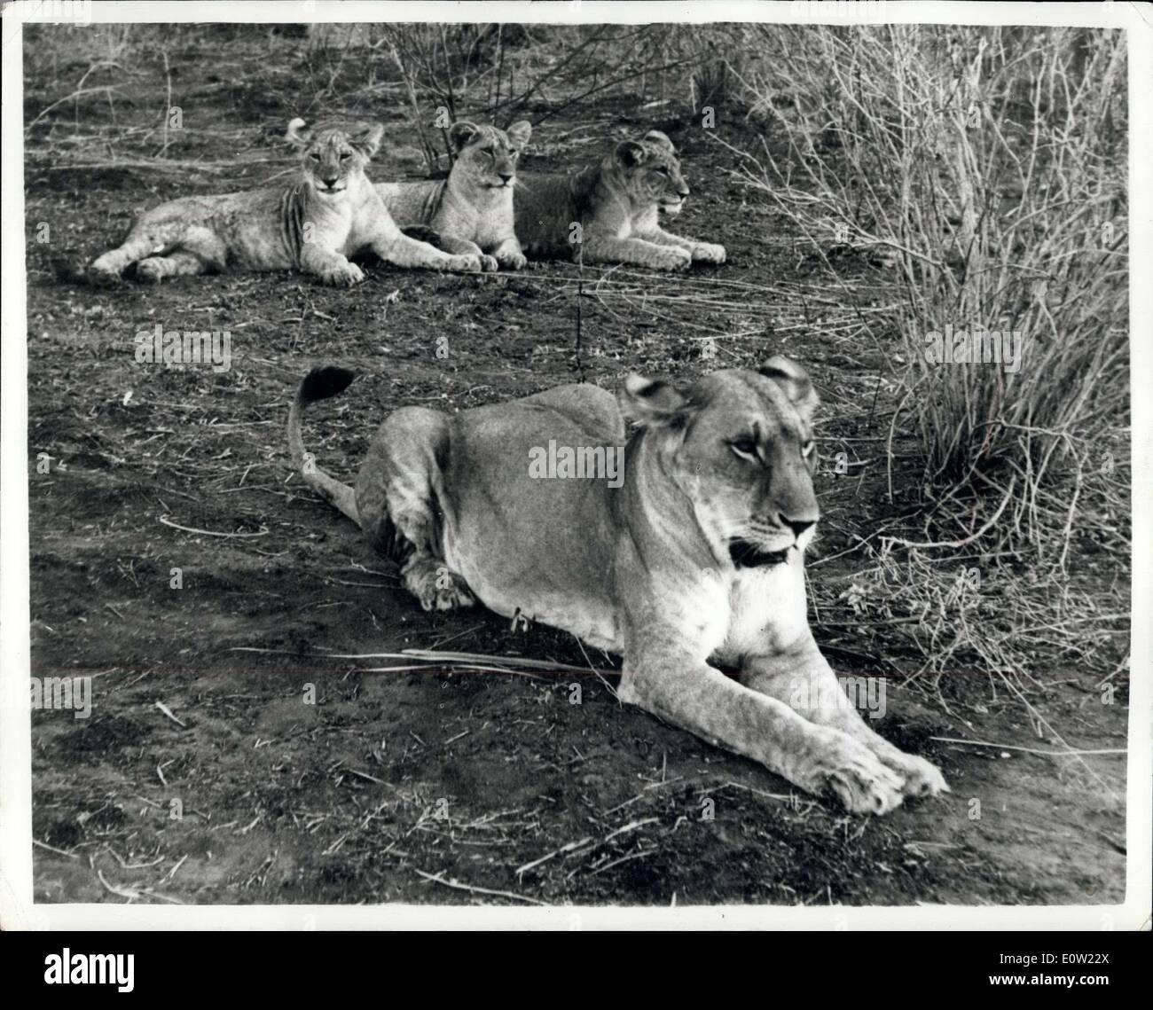 27. Januar 1961 ist - '' Elsa'' The Lioness verbannt aus ihrer Kenia Home - später gemeldete tot sein: Löwin '' Elsa'' der Star of the best Seller "Born Free" - durch Joy Adamson - wurde heute berichtet wurden verbannt aus Kenias Northern Frontier District - vom lokalen Afrika Bezirk Rat, dass entschied die Löwin und ihre Jungen waren gefährlich... Die Löwin und ihr junges ein hatte von Geburt an von Joy Adamson und ihrem Ehemann George - der senior Wildhüter in Kenia ist aufgezogen worden. Sie sind aufgewachsen in komplette Adamson Landhaus in Kenia Buschland Stockfoto