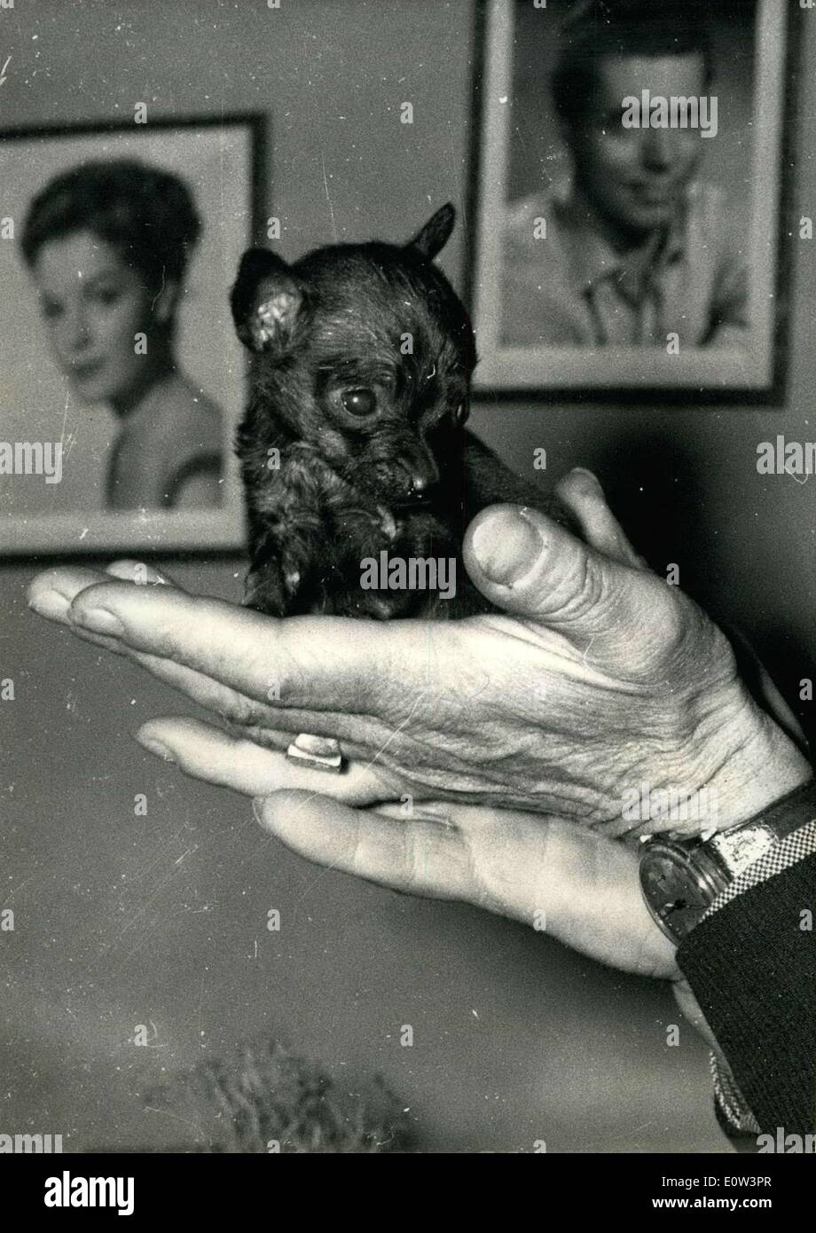 8. März 1961 - ist '' Lajaunie '' der Name von diesem winzigen Chihuahua. Er wiegt 250 Gramm Ad ist nicht größer als eine Frau Faust geballt ist. Trotz seiner geringen Größe erhalten '' Lajaunie '' furchtbar wütend und seine Rinden genauso laut jeder große Hund. Sein Meister M. Rene Auffret aus Chatellrault (Zentralfrankreich) ist sehr stolz auf ihn. Bild zeigt: '' Lajaunie '', die kleinen Chihuhua. Stockfoto