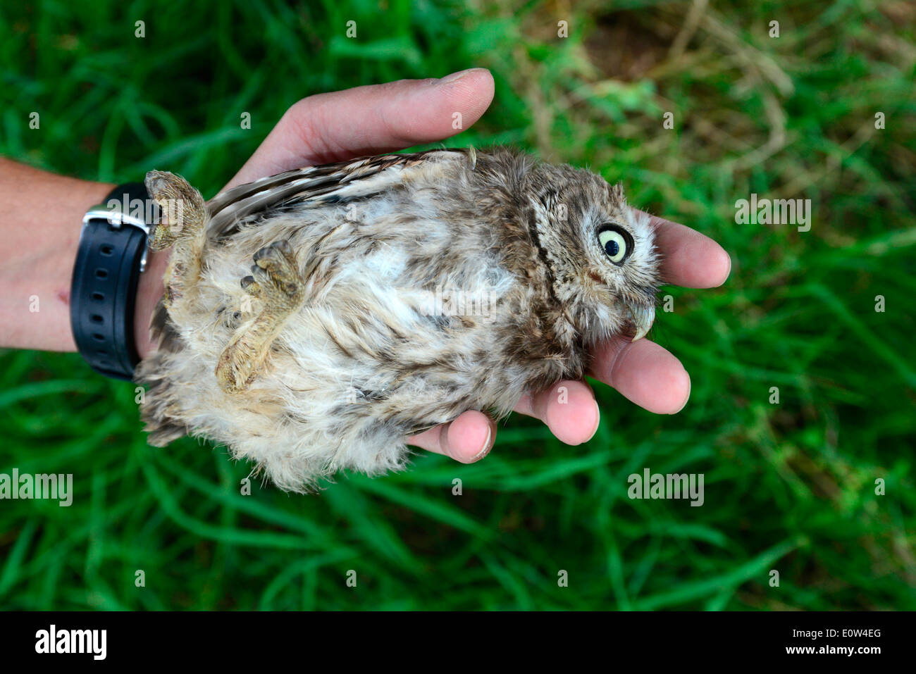 Steinkauz (Athene Noctua). Erwachsenen Vogel in der Hand eines Forschers für Klingeln, gefangen, tot. Deutschland Stockfoto