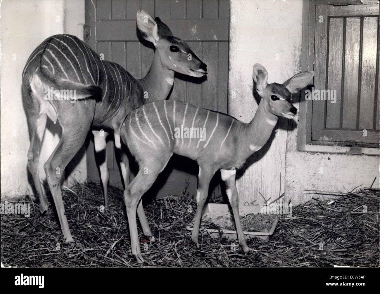 8. Juni 1961 - Treffen Frau Koudou und Kind: Fotoshows Baby Koudou abgebildet eine seltene Art von abgestreift Antilopen mit seiner Mutter im Zoo von Paris heute Morgen. Stockfoto