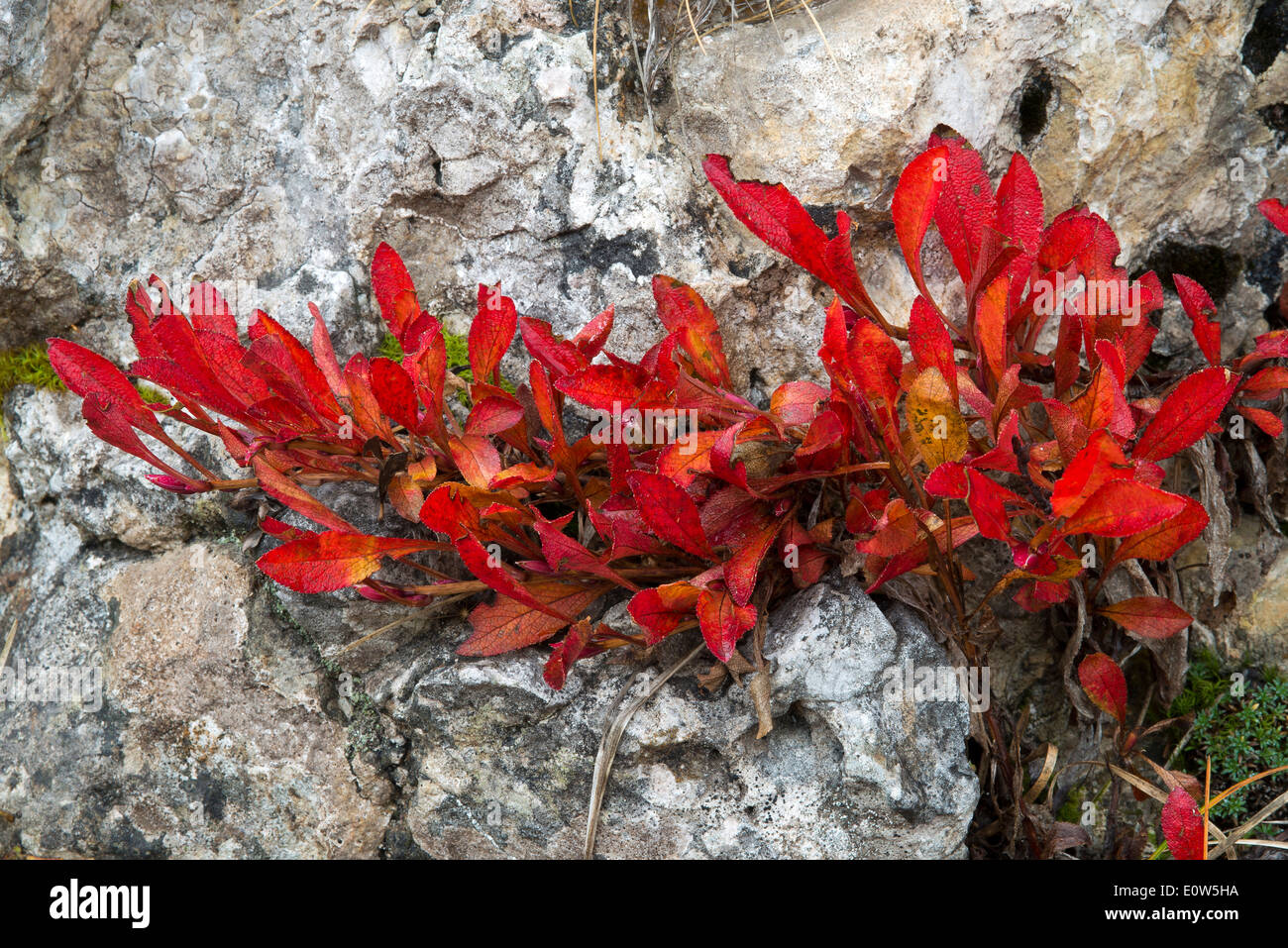 Alpine Bärentraube, Berg Bärentraube (Arctosaphylos Alpina). Pflanzen Sie in Herbstfarben in eine Felsspalte. Süd-Tirol, Italien Stockfoto