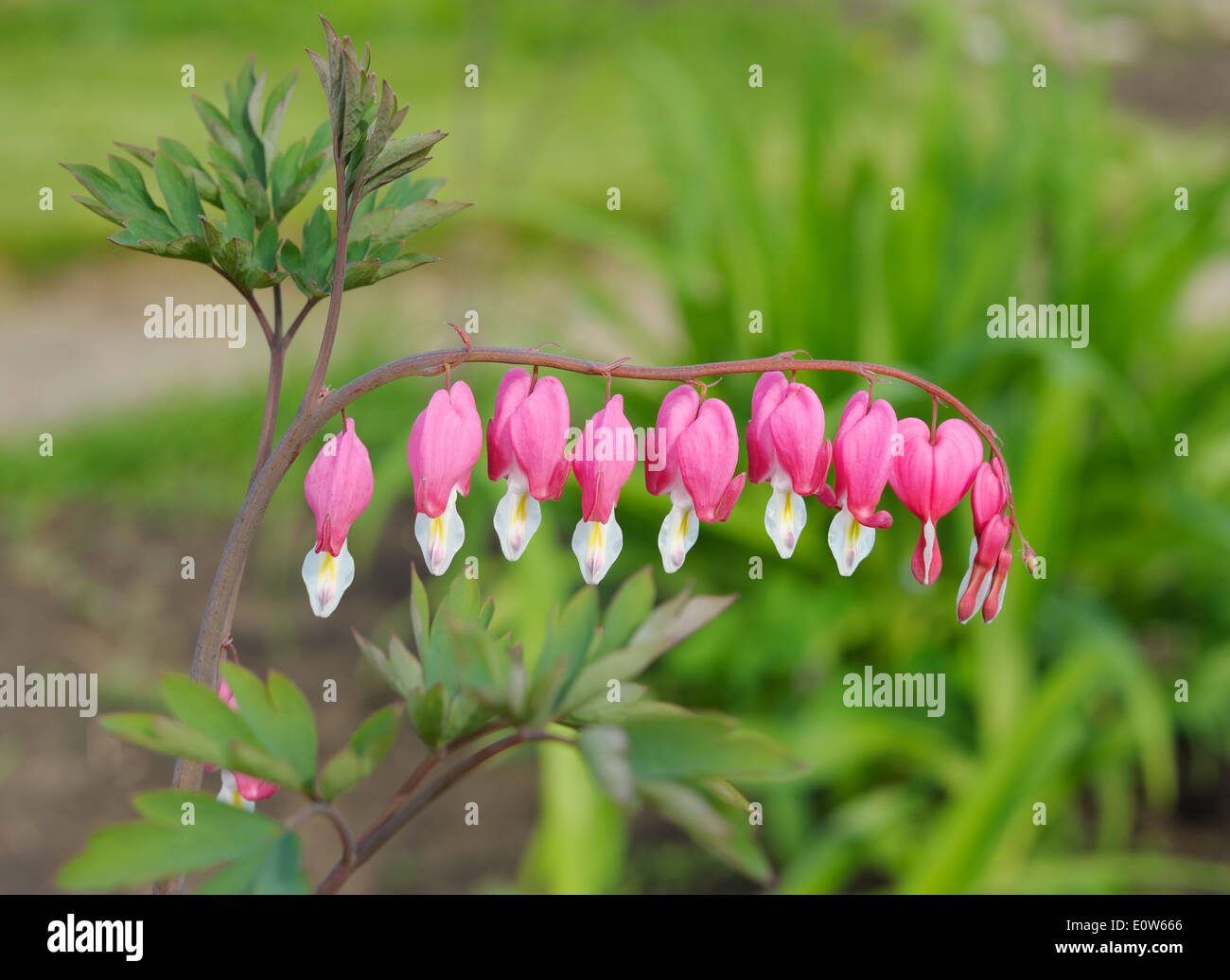 Anmutige rosa Blüten von Dicentra im Garten Stockfoto