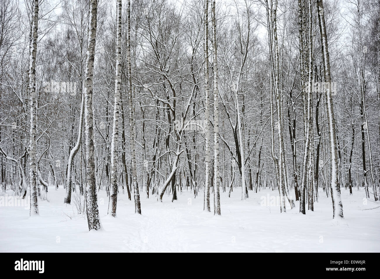 Bäume in einem Park mit Neuschnee bedeckt. Stockfoto