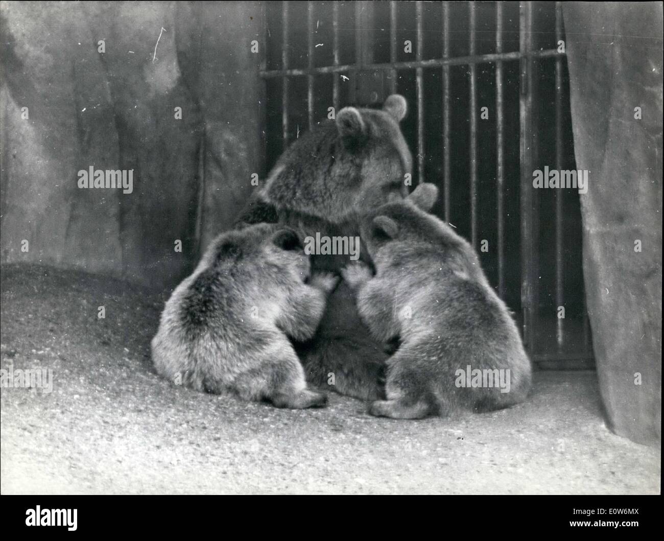 8. August 1961 - rastet Sommer im Zoo. OPS: Die kleinen Affen finde es zu heiß zu laufen. Es ist so viel einfacher und schöner, von Mutter herumgetragen werden. Bild in Vincennes. Stockfoto
