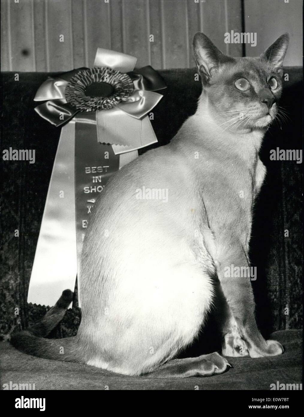 22. Oktober 1961 - wurde an der feline-Ausstellung, die im Hotel Continental gehalten wird '' Rangun Plus Saphir'' die schönste Katze der Welt benannt. Er gehört zur Frau d'Alleizette und Frau Clermont-Ferrand. Dies ist seine zweite Mal den Titel zu gewinnen. Stockfoto