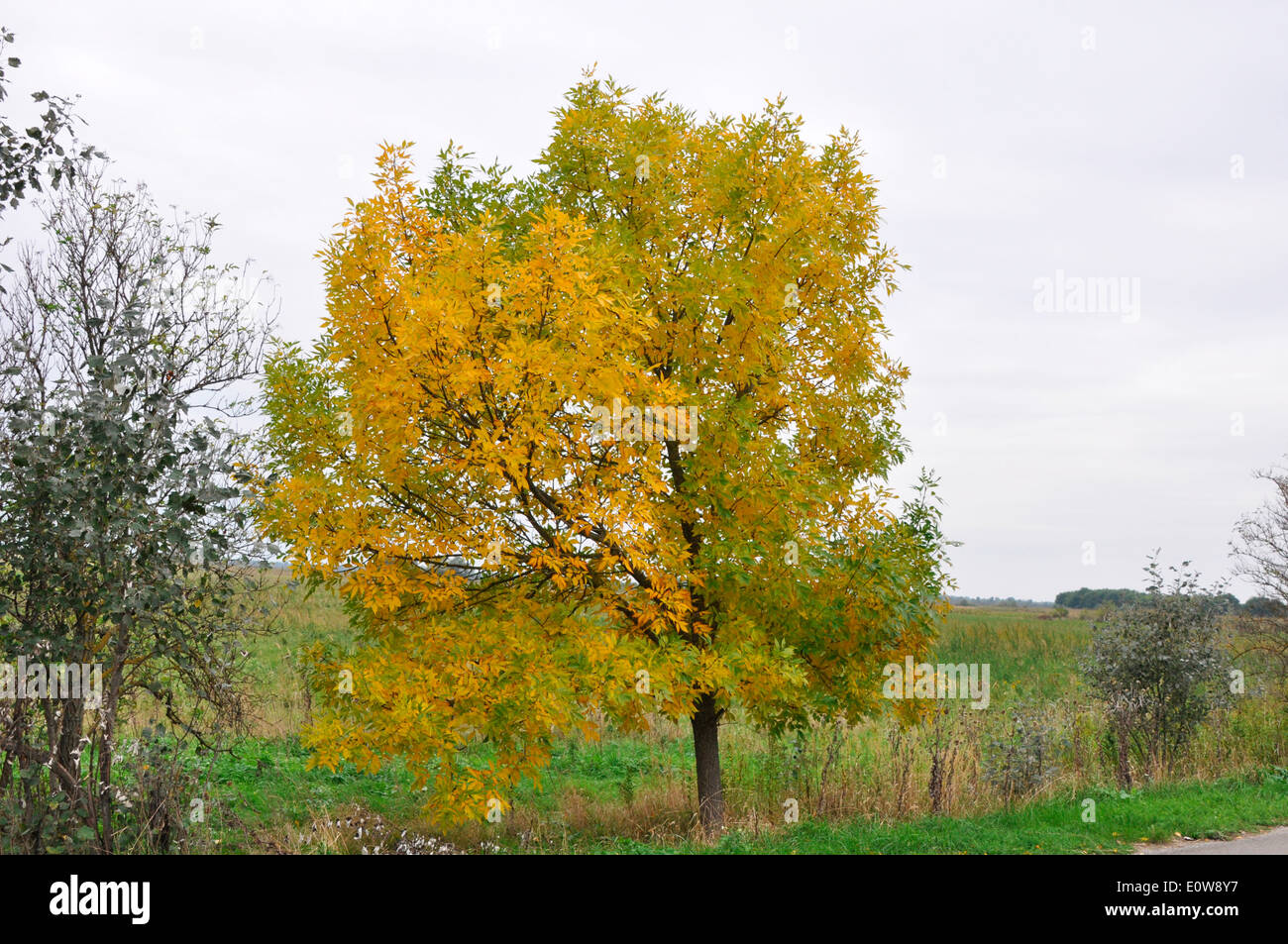 Gemeine Esche, europäischer Esche (Fraxinus Excelsior), junger Baum im Herbst. Deutschland Stockfoto