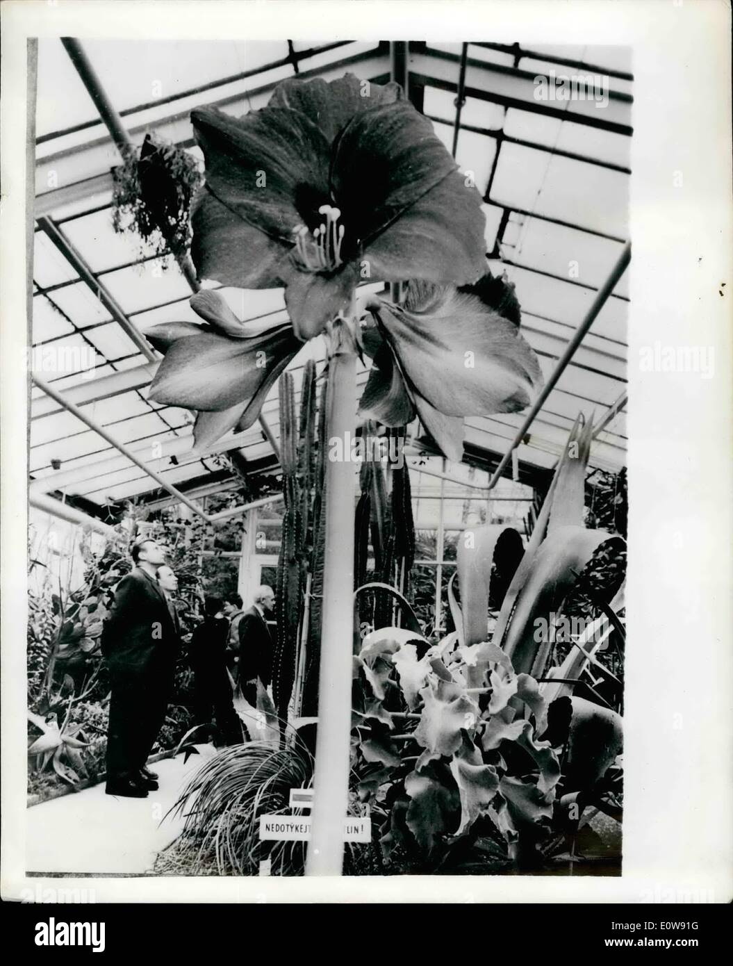 2. Februar 1962 - exotische Pflanzen im Botanischen Garten in der Tschechoslowakei: der Botanische Garten in Liberec, Tschechoslowakei, ist bekannt für seine Feuerseil, den Anbau von exotischen Pflanzen. Es hat jetzt die größte Anzahl von verschiedenen Arten von Orchideen im Land, und insgesamt gibt es etwa 4.000 Exemplare Blumen UN-gemeinsame Schönheit. Foto zeigt eine besondere Attraktion für die Besucher in den Garten ist die bemerkenswerte Blüte für die Lilisoeous Pflanze Amaryllis. Stockfoto