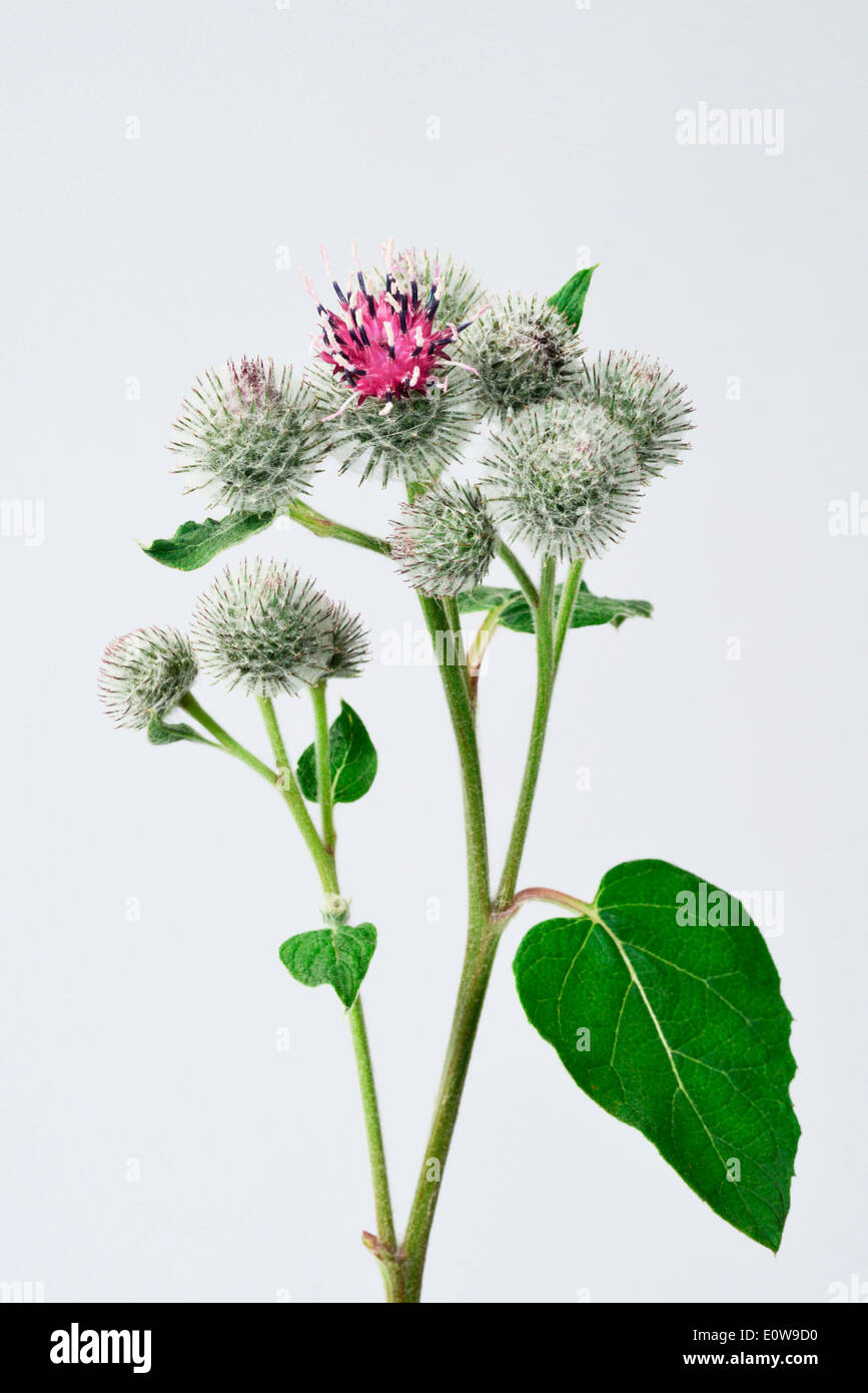 Downy Klette (Arctium Hornkraut), Stengel mit Blüten und Blättern. Studio Bild vor einem weißen Hintergrund Stockfoto