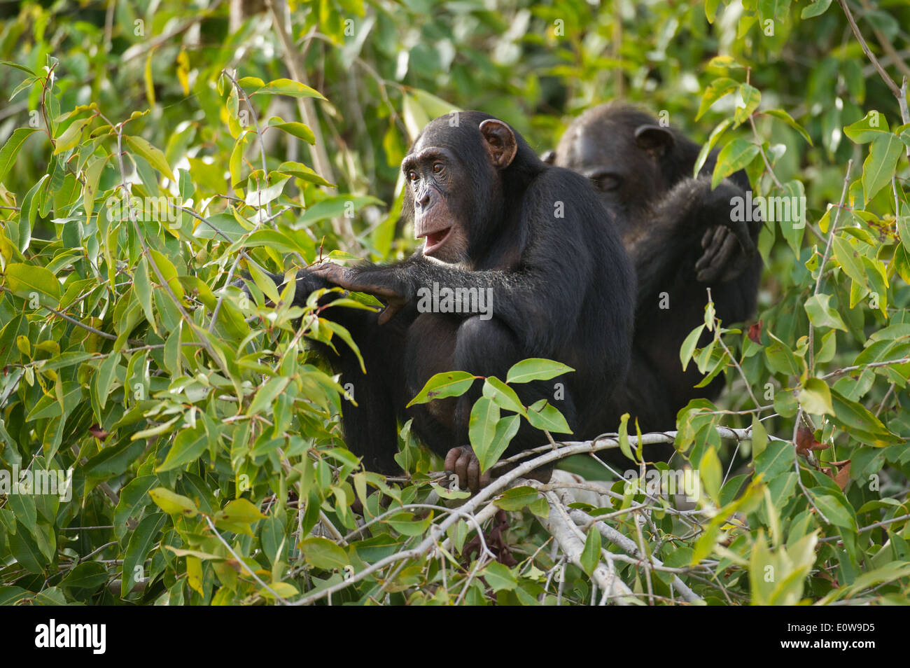 Schimpanse (Pan Troglodytes), Fluss Gambia National Park, Gambia Stockfoto